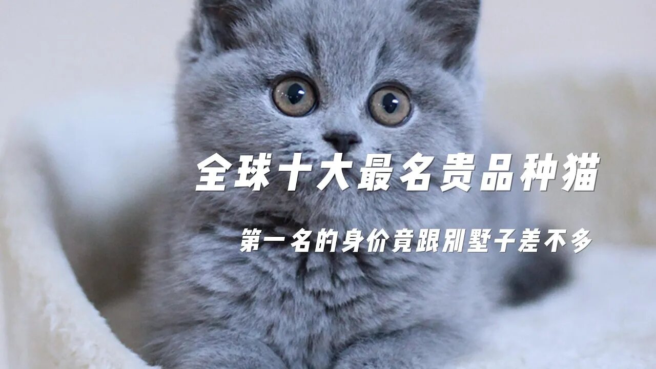 全球十大最名贵品种猫，第一名的身价竟跟别墅差不多