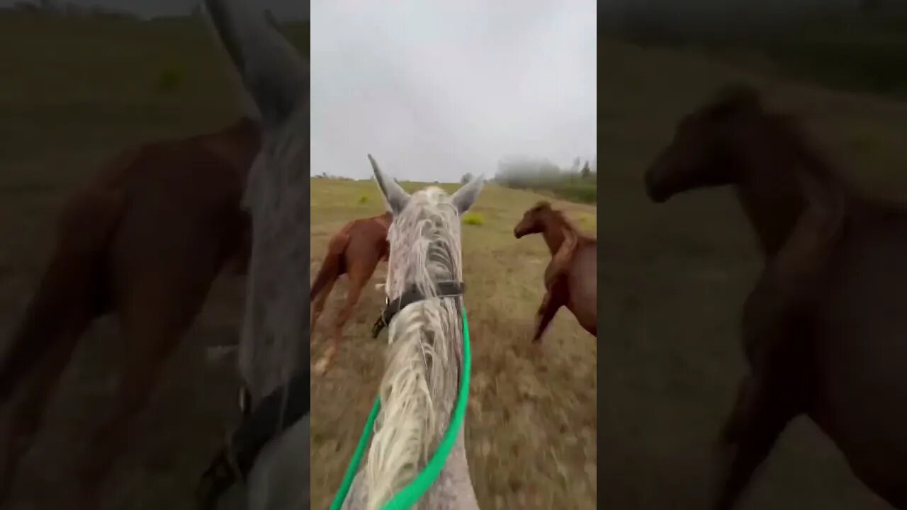 Galloping With Wild Horses