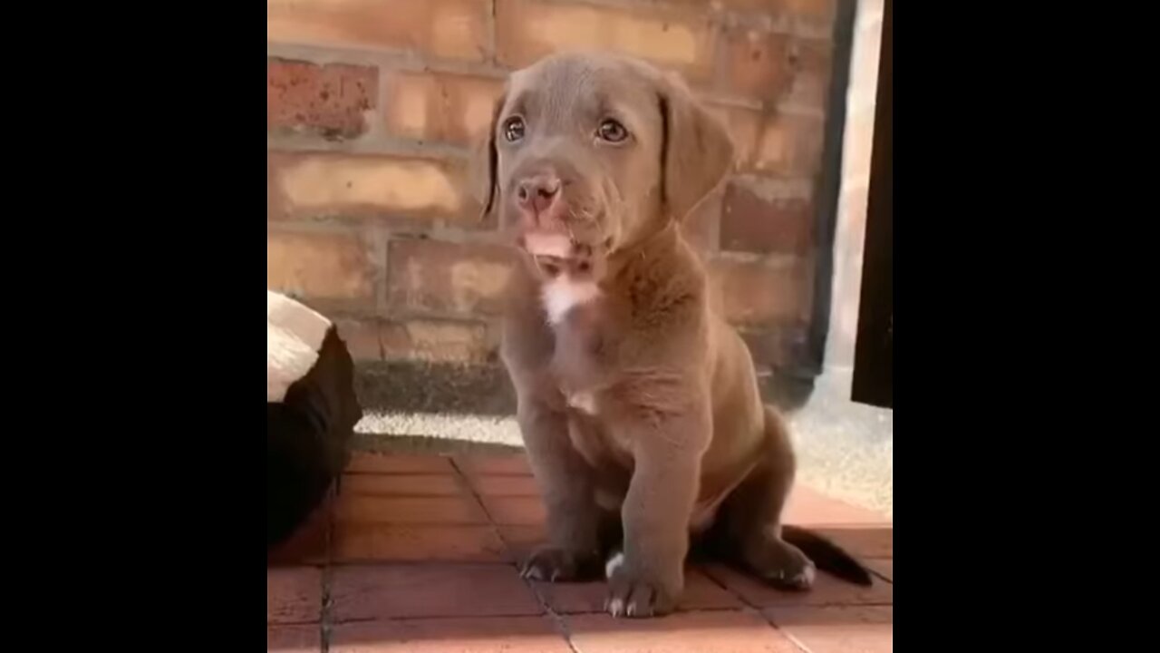 Cute Puppy| Cute Amarican Bully