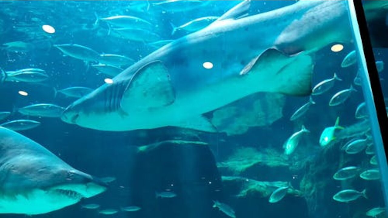 Woman Taking Video of Fishes in Aquarium