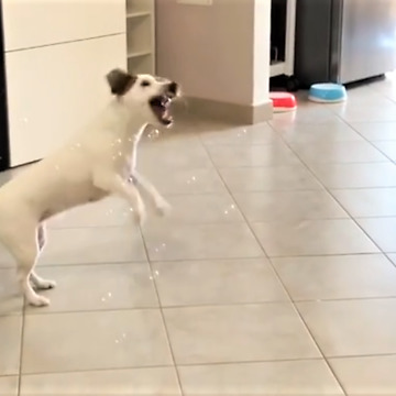 Jack Russell Terrier is a bubble bursting machine