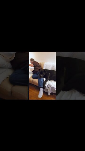 Bear Sleeps on Grandpa #shorts #dog #cutedog