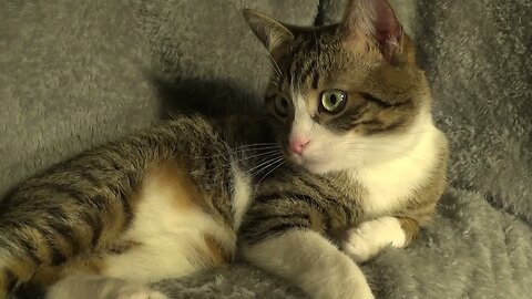 Cat Has Large Eyes