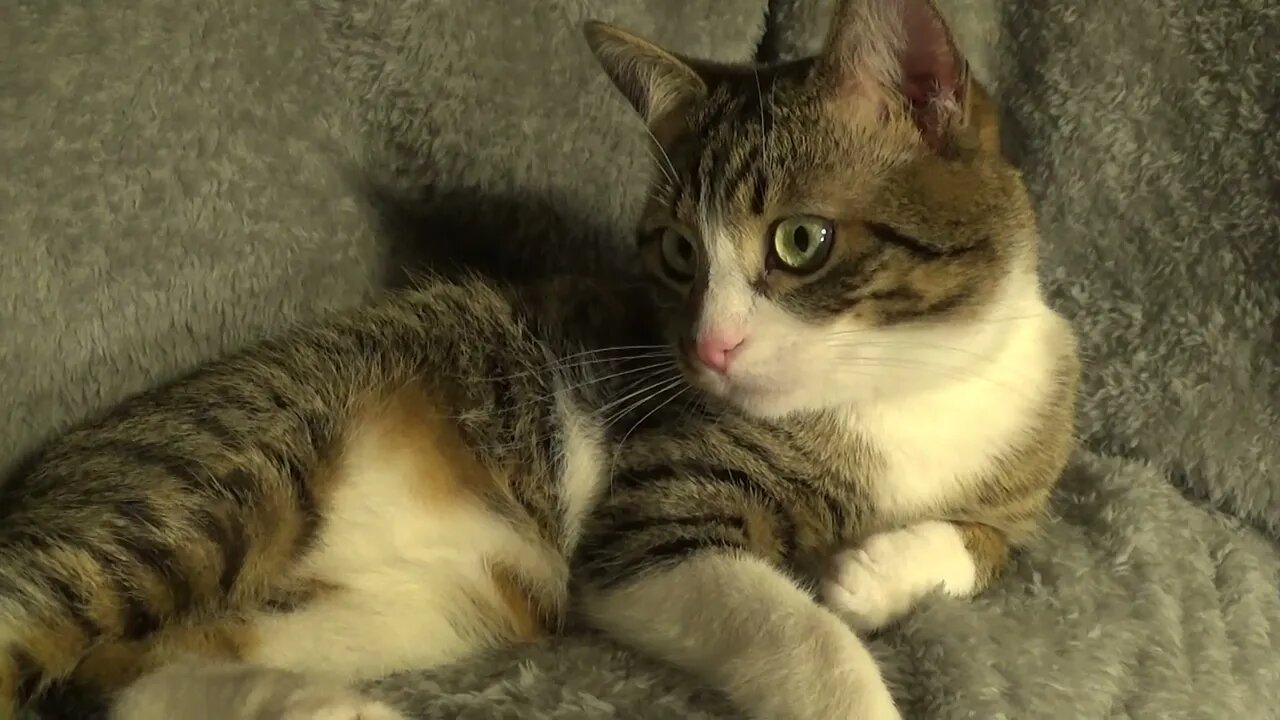 Cat Has Large Eyes