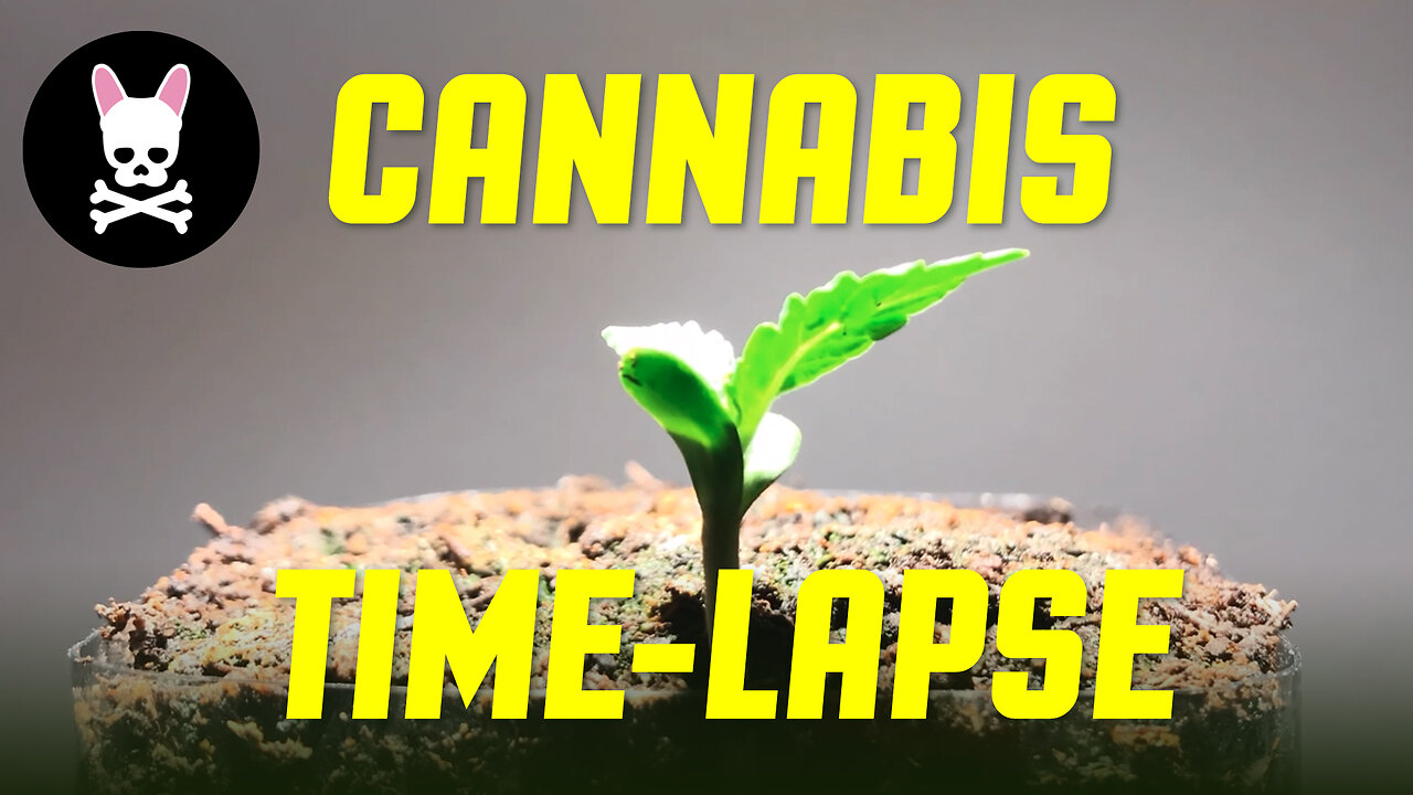 Time-lapse of Cannabis Seed Germination to Three Weeks