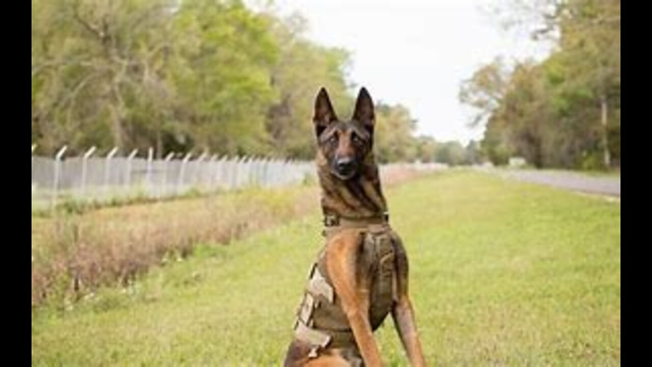 Most Powerful Guard Dogs In The World