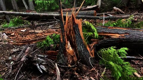 2 Trees fall Towards Staff part 2