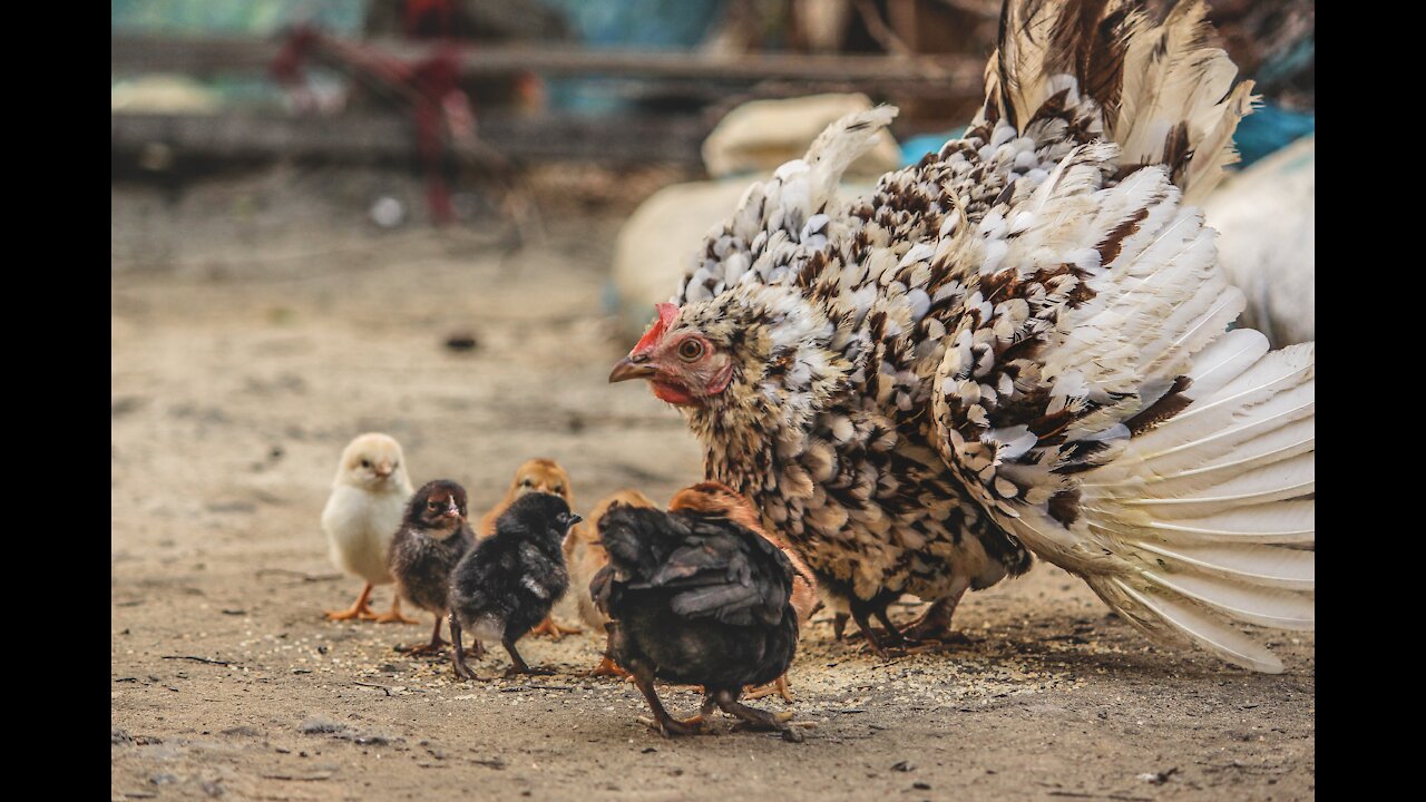 HEN roars on DOG while keeping its children out of the dog