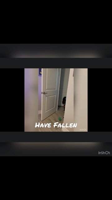 I’m not fine…funny dog clip.