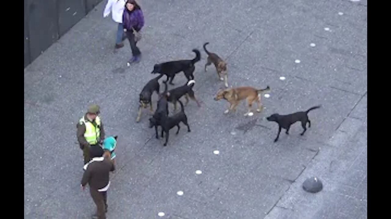 MUST SEE! POLICE DOG ATTACKED BY PACK OF STRAY DOGS