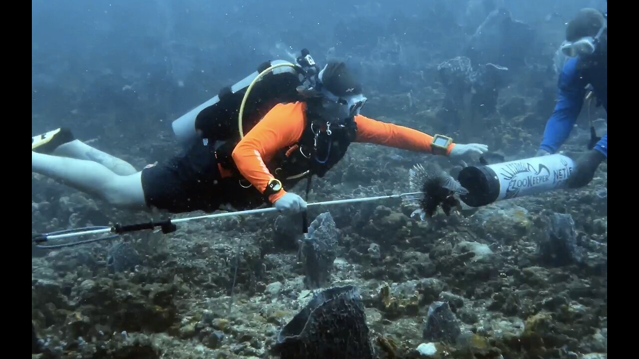 Lionfish open season