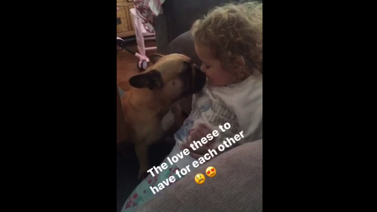 Frenchie and little girl share special moment