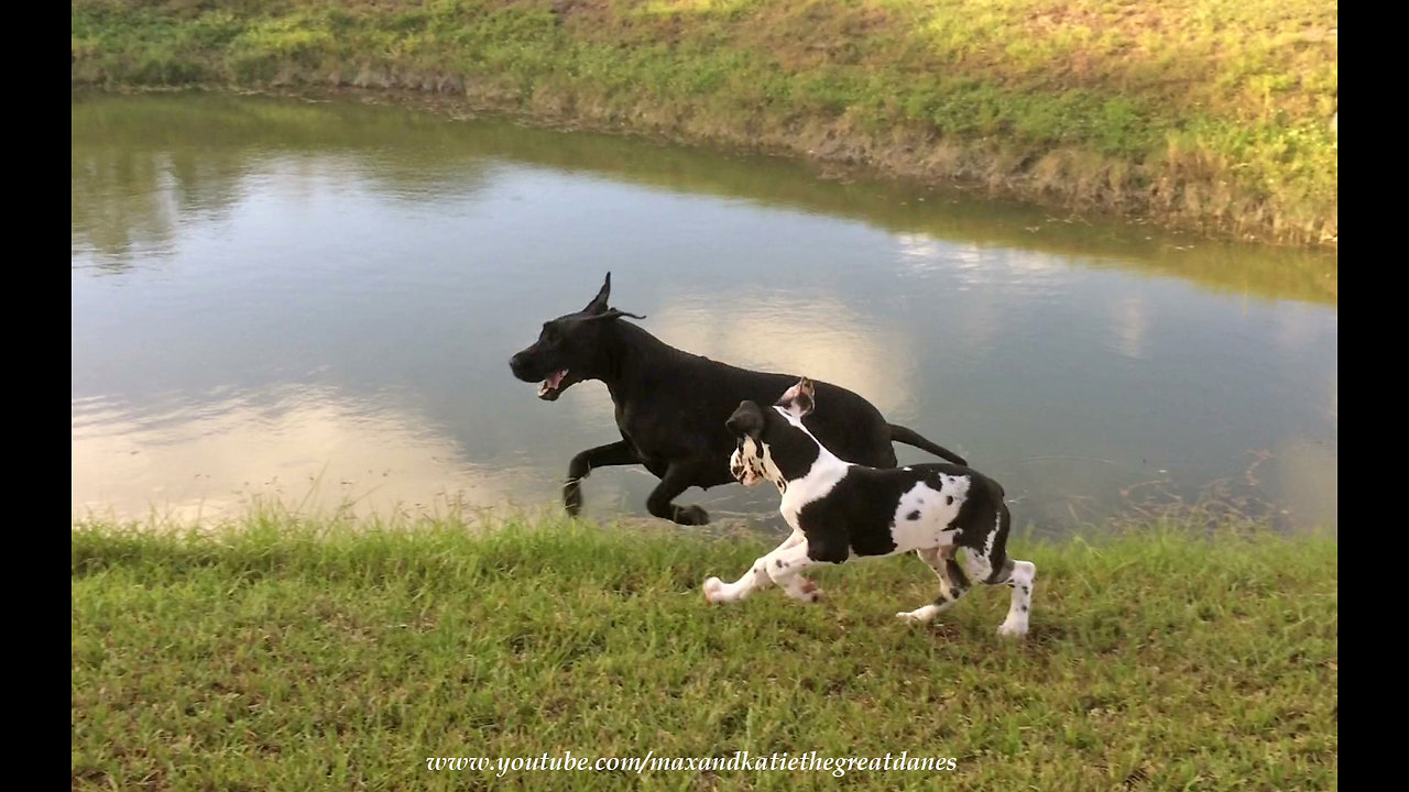 Adopted Great Dane teaches puppy to do zoomies