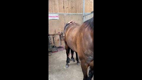 adjusting horses hips