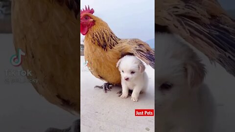 You wouldn't believe this friendship #cute #tiktok #viral #funnyanimals