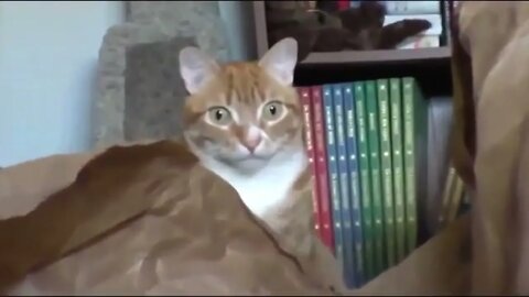 You seeing this?