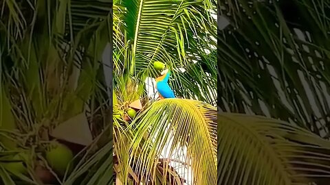 Smart Parrot 🦜 #shortsfeed #shortsvideo #shorts #smartparrot