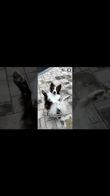 Border Collie ❤️ Big Hearts, Brainy Minds!