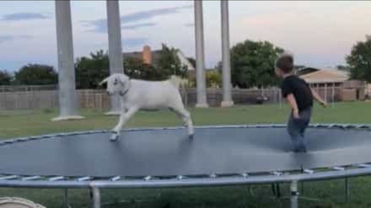 Menino diverte-se em trampolim com o seu melhor amigo, um bode!