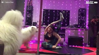 Le yoga se complique en présence d'n chien