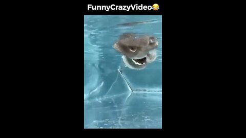 Mr FunnyCrazyVideo😂 Just Incredible Video Funny and Crazy #Like Follow for Follow 🥰