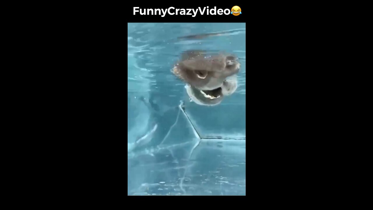 Mr FunnyCrazyVideo😂 Just Incredible Video Funny and Crazy #Like Follow for Follow 🥰
