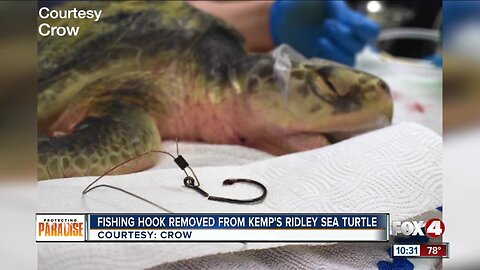 Vets remove fish hook from sea turtle's mouth