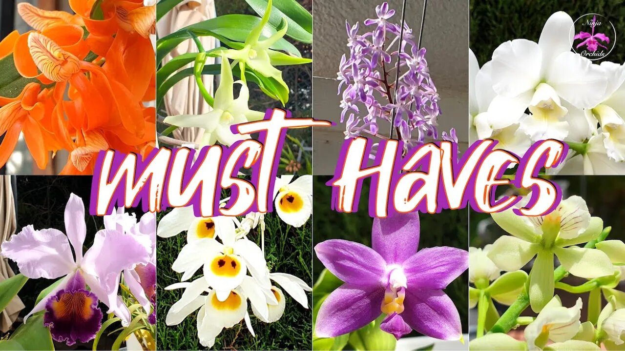 Highly RECOMMENDED Orchids because of their INCREDIBLE Fragrance #ninjaorchids