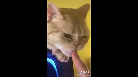 Funny Animal Video #5 March 2023 Funniest Cat and Dog Videos