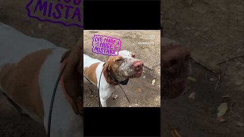 My weirdo 🤷🏻‍♀️🐶💝 #funnydogs #doglover #animalshorts #reels #dogreel #funnyvideo #huntingdog
