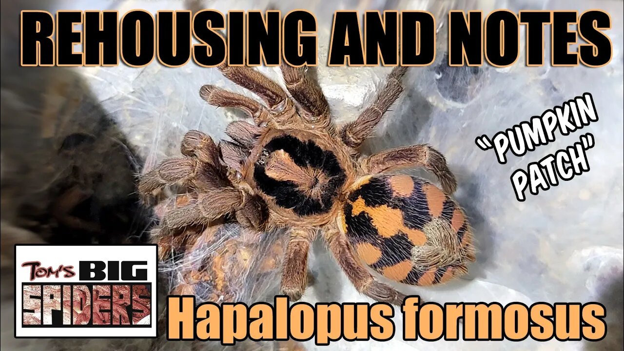 Hapalopus formosus "Pumpkin Patch" Rehousing and Notes