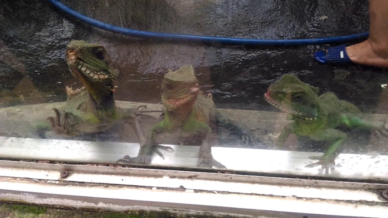 green iguana baby lives in the zoo