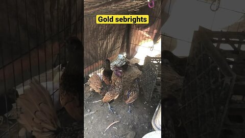 Farm cam: monitoring animals