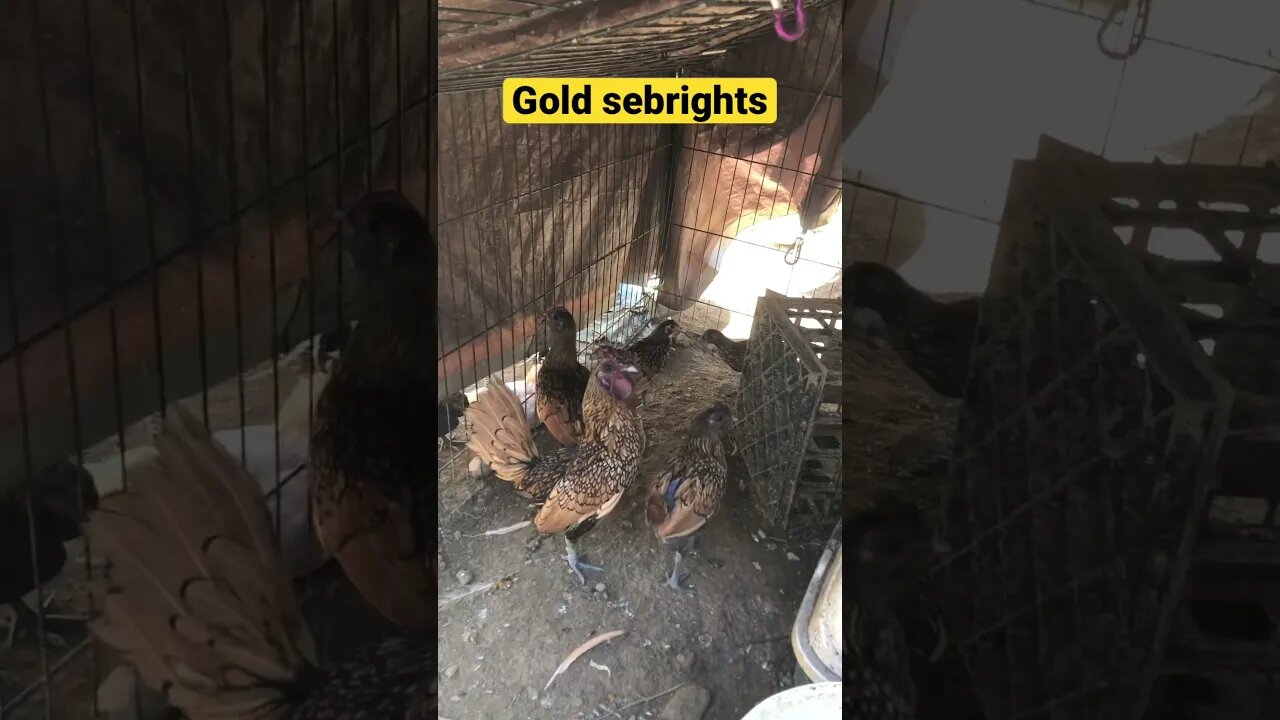 Farm cam: monitoring animals