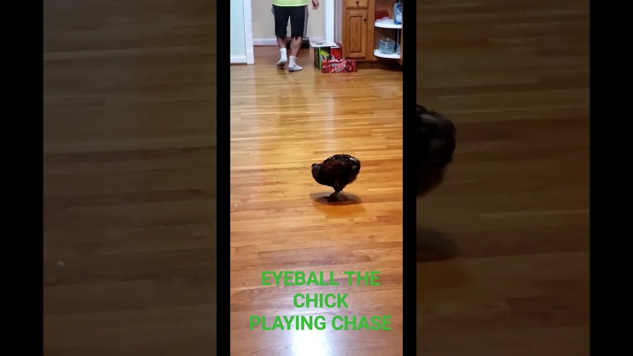 Eyeball the Chicken plays chase. #chicken #cute #funny #fail