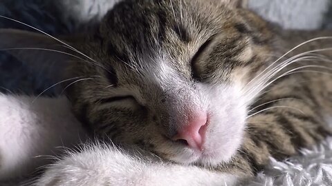 If Sleep Is an Art, Then I Am a Real Artist