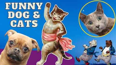 funny animals dance | dogs, cats, monkey