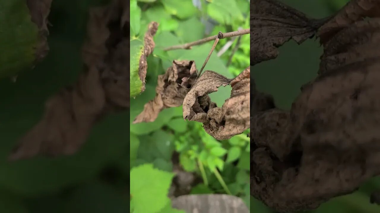 they are dead yes dead #shorts