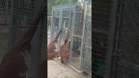 Orangutans Waco TX