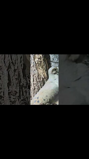 Cute 😍 little dove 🕊️ showing off it`s pretty bald⚽head💀#cute #funny #animal #nature #wildlife #farm