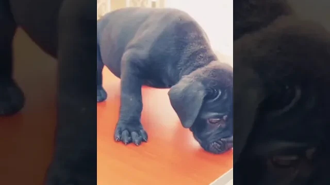 Puppy Cuteness Overdose #shorts