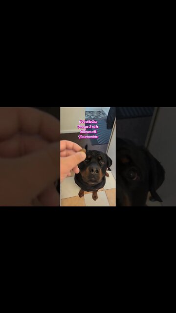 Have you tried Oimmal 15 in 1 Multivitamins 🐶 Hip + Joint #doghealth #dogcare #dogvitamins