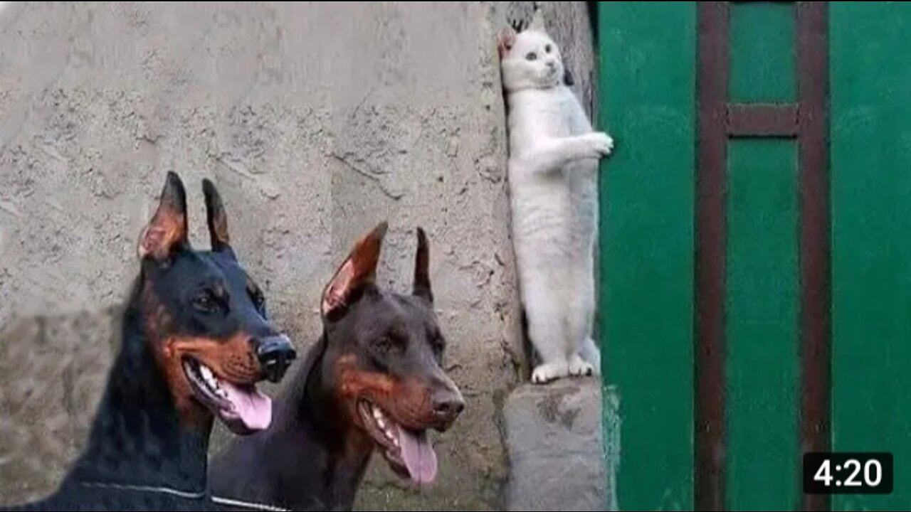OMG So Cute ♥ Funny Cats and Dogs Part 34