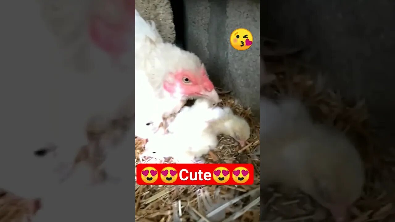 😍Beautiful Hen Chick's😍 #shorts #viralshorts #youtubeshorts #beautiful #chicks #hen #aseel