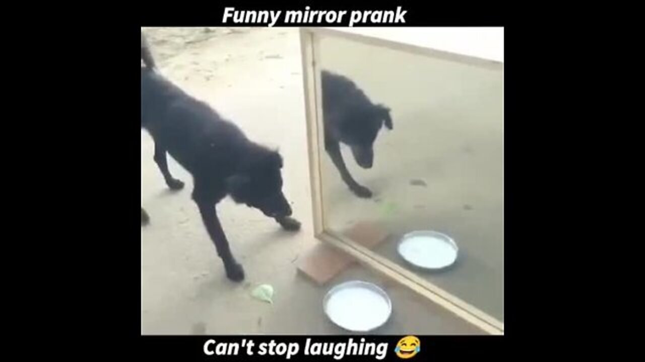 Dog funny mirror launching prank