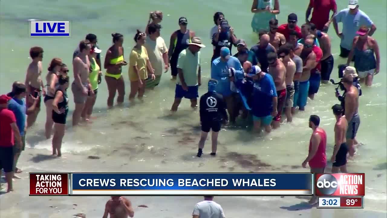 Crews working to move second distressed whale to rehab facility