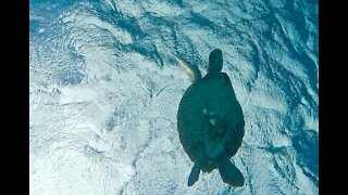 Snorkeling at Three Tables, North Shore Hawaii