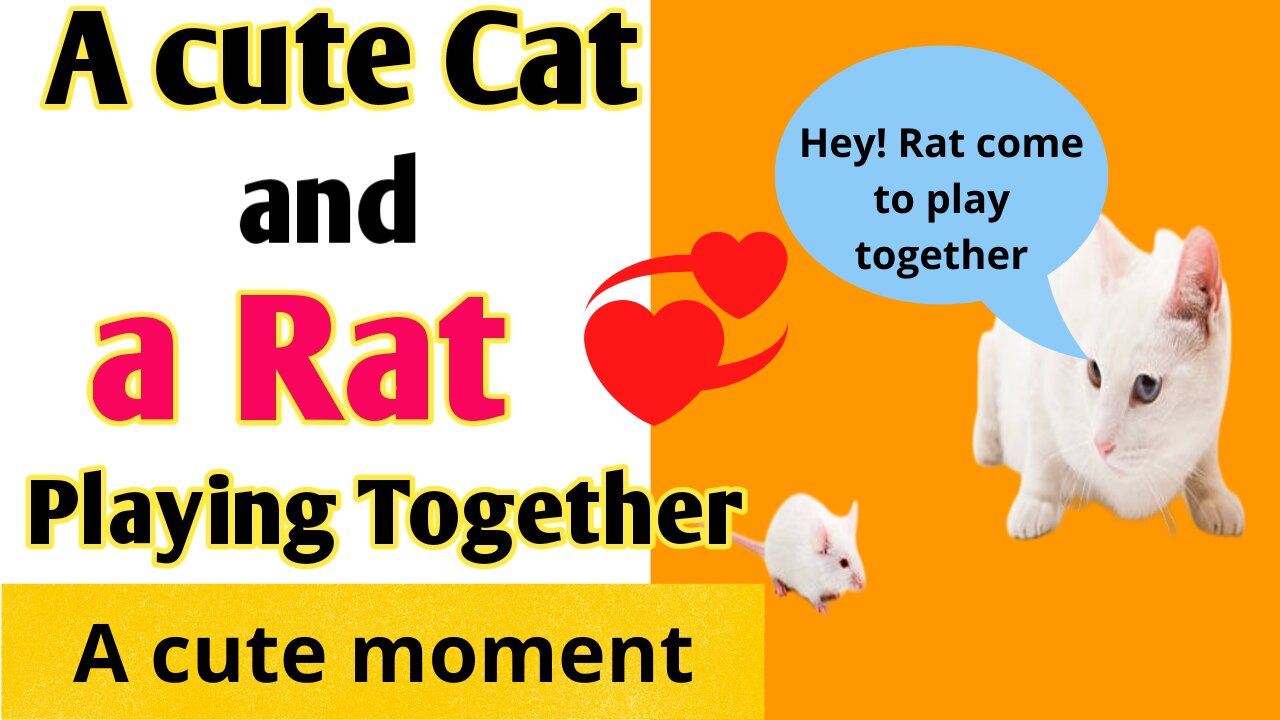 A cute cat and a Rat playing together most money moment