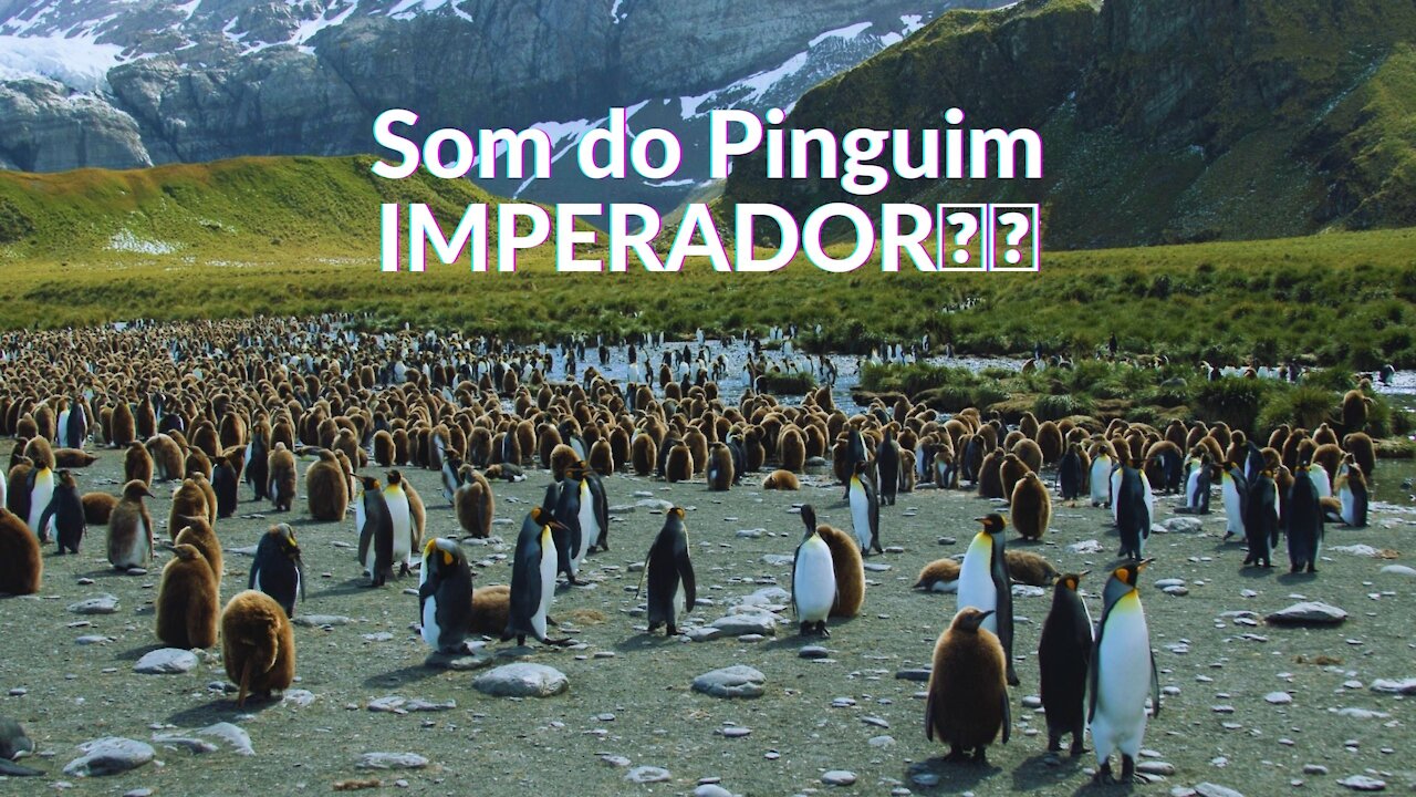 ✅🎵🎵🐧Som do Pinguim