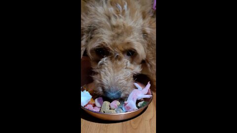 Asmr rawfed puppy devours her thanksgiving feast